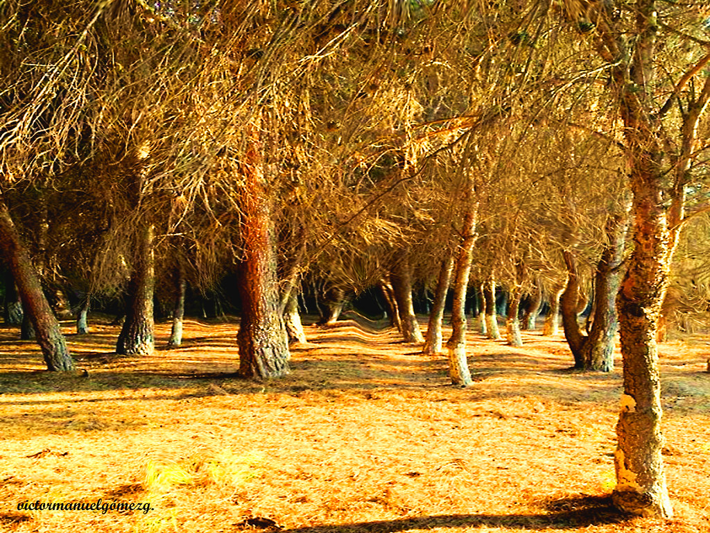 FOREST IN HACIENDA IN SALTILLO COAHUILA. MÉXICO. "BOSQUE E… Flickr