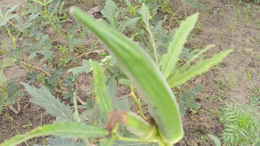 भिंडी (lady finger in hindi) उपयोग ,पोषक तत्व ,लाभ Flickr