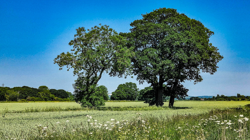 Pocklington Canal Trees This land is Ings land which is … Flickr