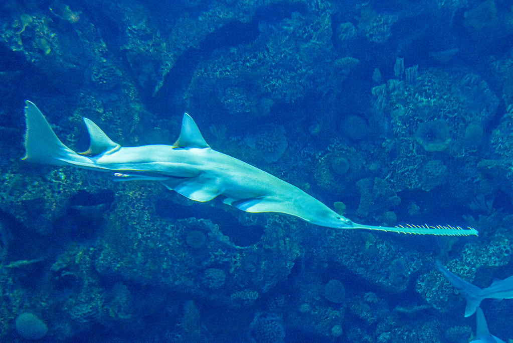 Longnose Sawshark September 4, 2023 Longnose Sawshark at… Flickr