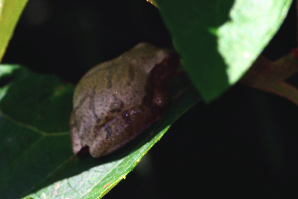 Spring peeper frog at the beginning of autumn. Groton CT. Mark