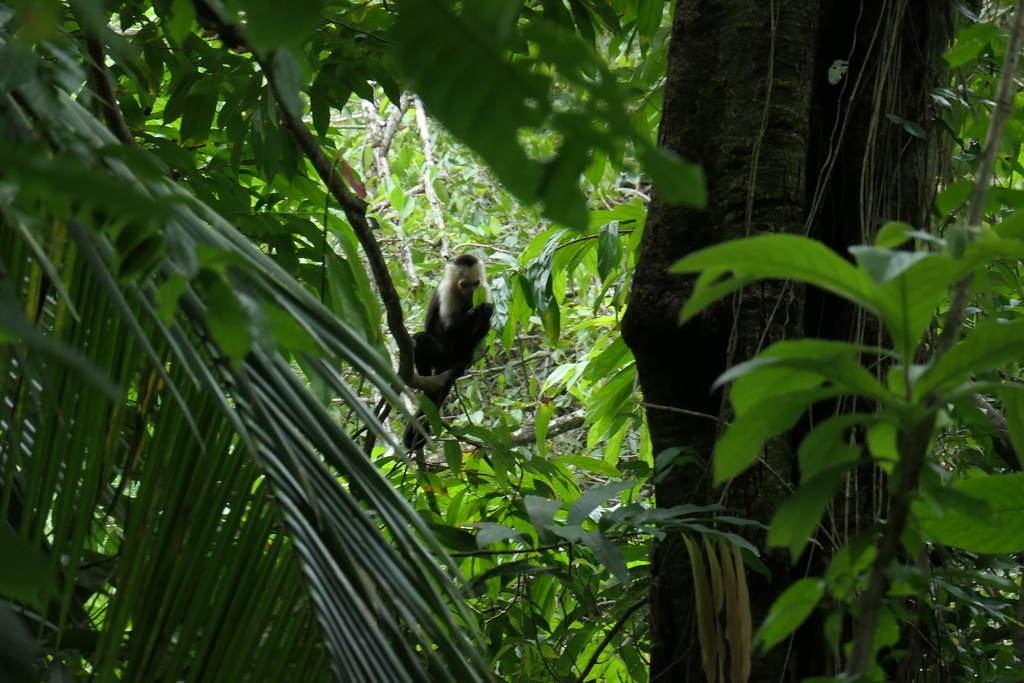 Manuel Antonio Drake Bay Uvita Anna Engeler Flickr