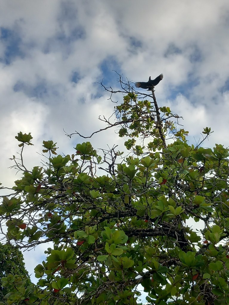 Manuel Antonio Drake Bay Uvita Anna Engeler Flickr