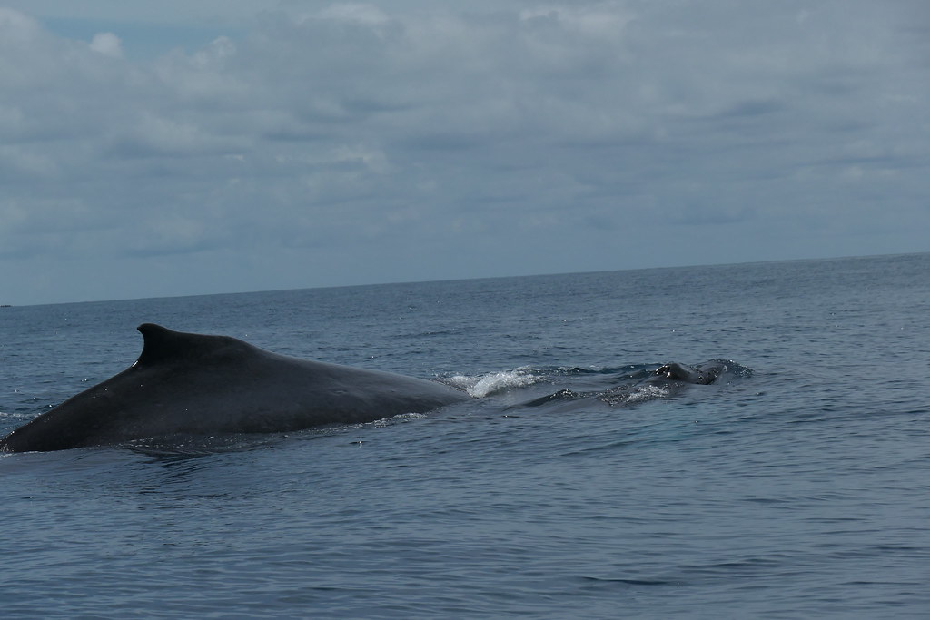 Manuel Antonio Drake Bay Uvita Anna Engeler Flickr