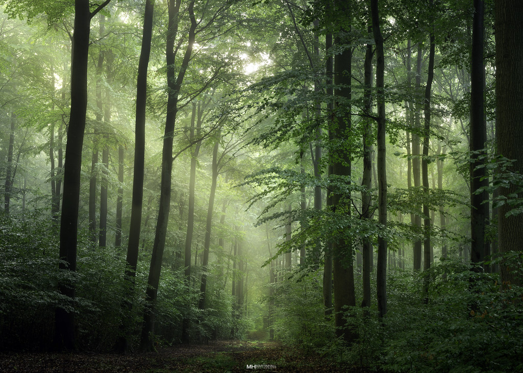 Woodland Way Beech tree heaven, can not wait for Autumn. Martin
