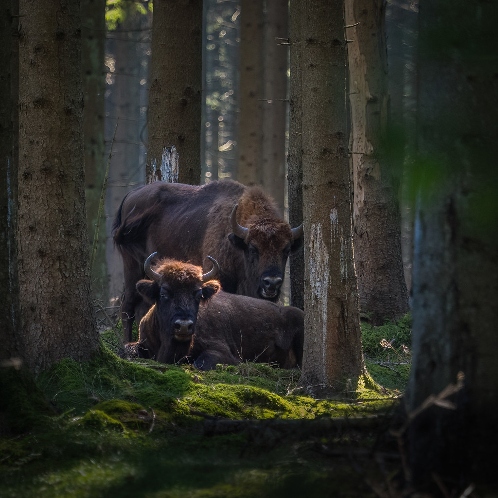 Wisente europäischer Bison Bison På Bornholm zu Fuß ka… Flickr