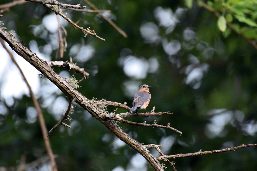 2023_Houston Bird Migration_Cullinan Park_27 Jared625 Flickr