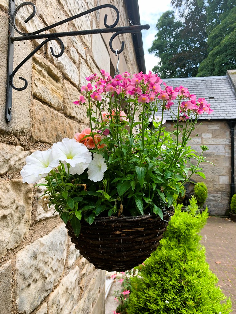 Hanging Basket. Leven. Fife. Scotland. Terry Gilley Flickr