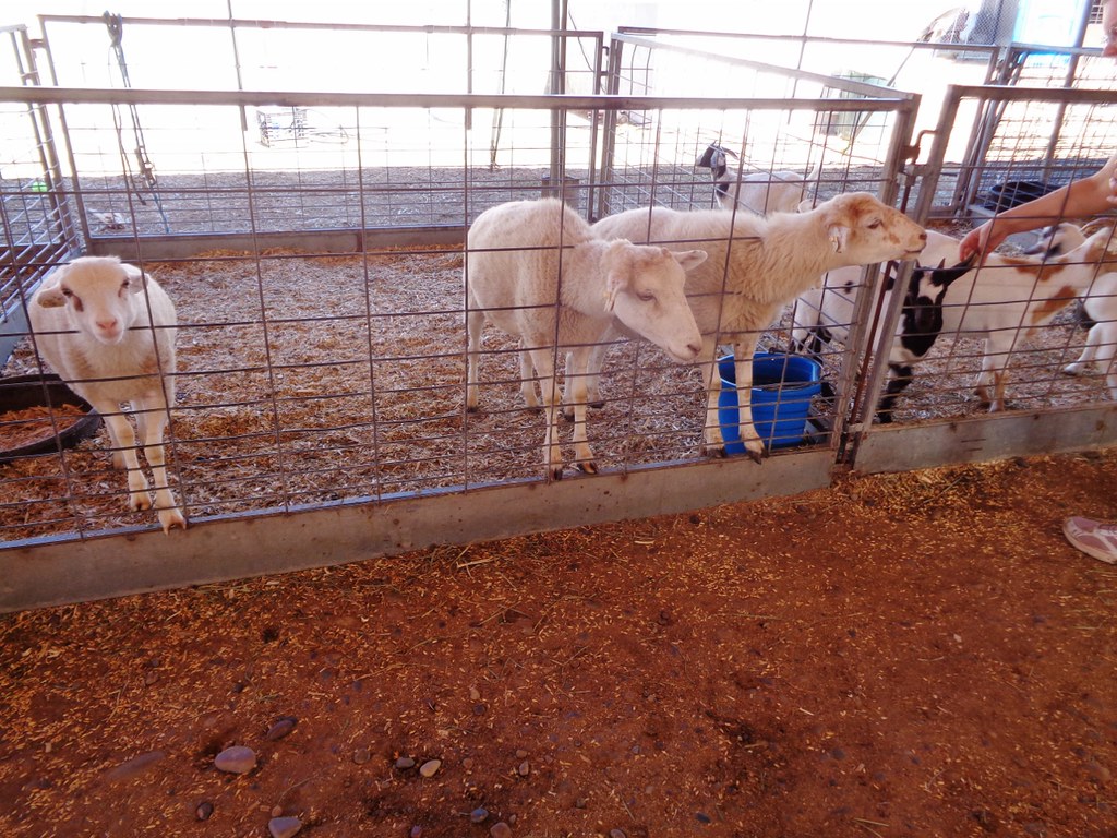 20230907, 91 At the State Fair The Petting Zoo Mo… Flickr