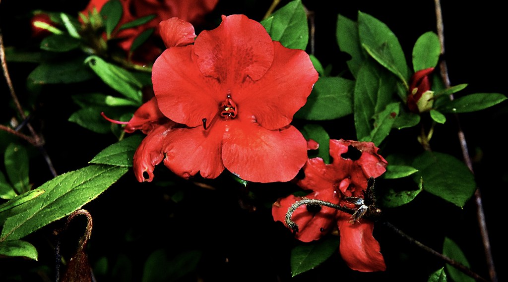 “Satsuki Azalea (‘Rhododendron indicum’)” 9/11/2023 Riverf… Flickr