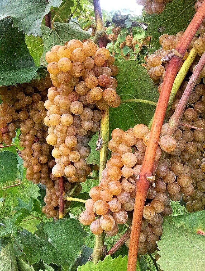 Pinehaven Vineyard This is a creative commons image, which… Flickr