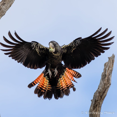 RedTailed BlackCockatoo Kimberley Dimer Flickr