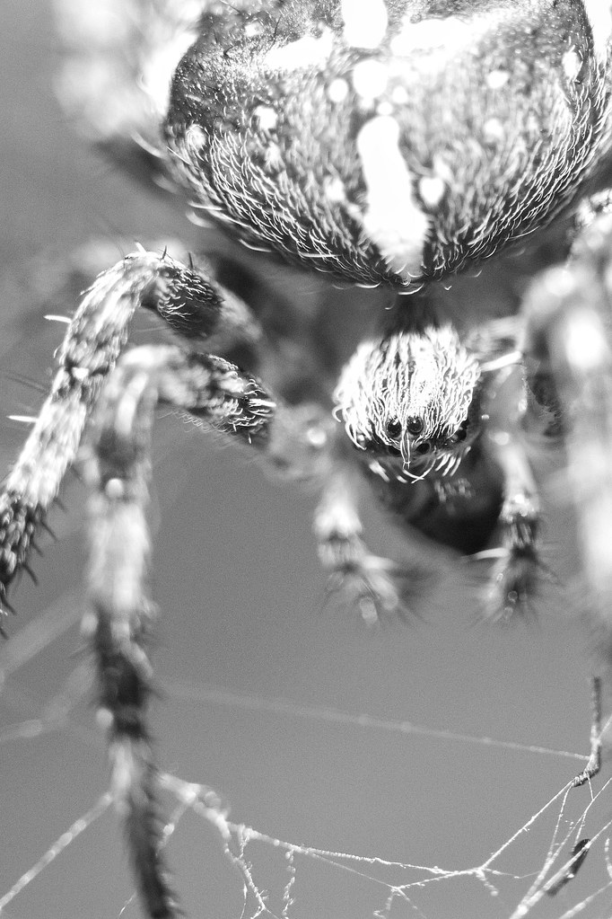 Garden spider macro Black and white garden spider macro. H… Flickr