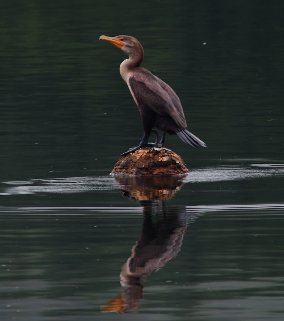 Cormorant number two on Roseland lake. Woodstock CT.. Mark Brucker