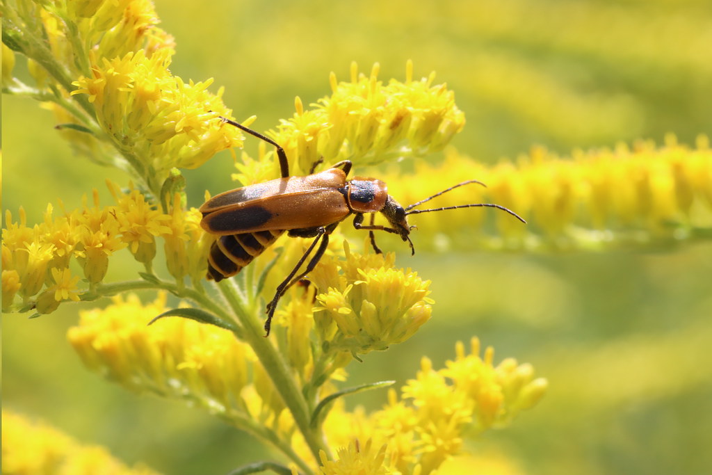 Goldenrod Soldier Beetle As the name implies, they like th… Flickr