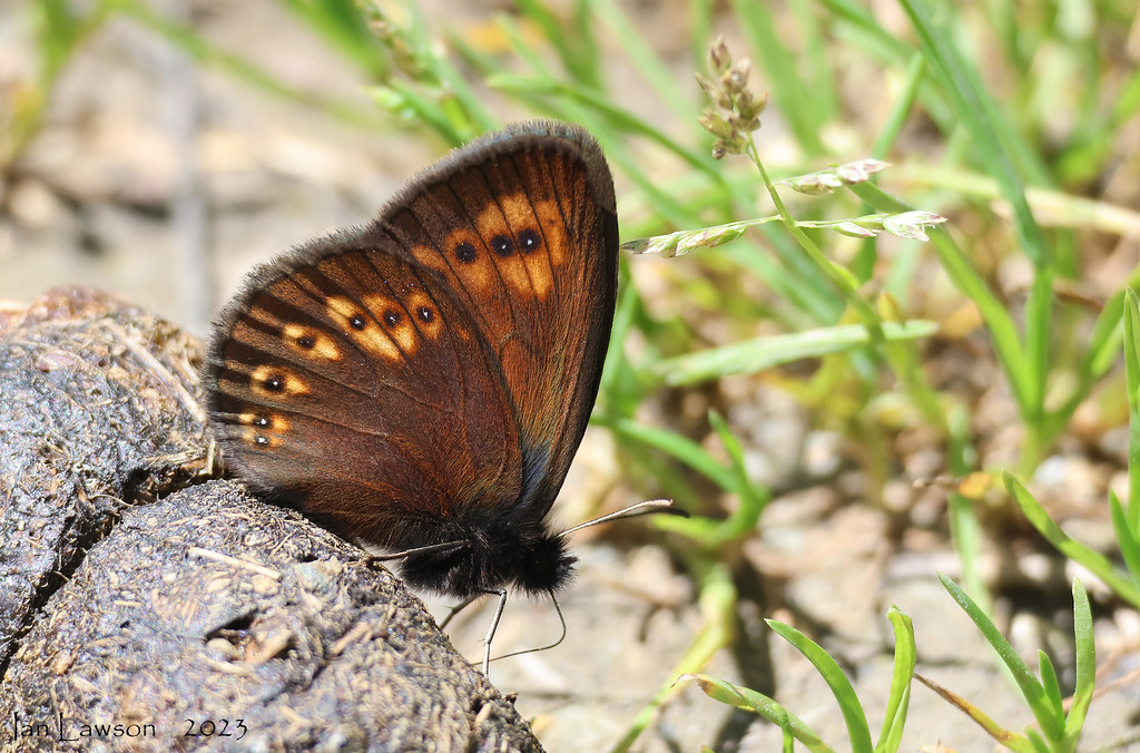 Erebia alberganus Almondeyed Ringlet 60040 Vinadio, Pro… Flickr