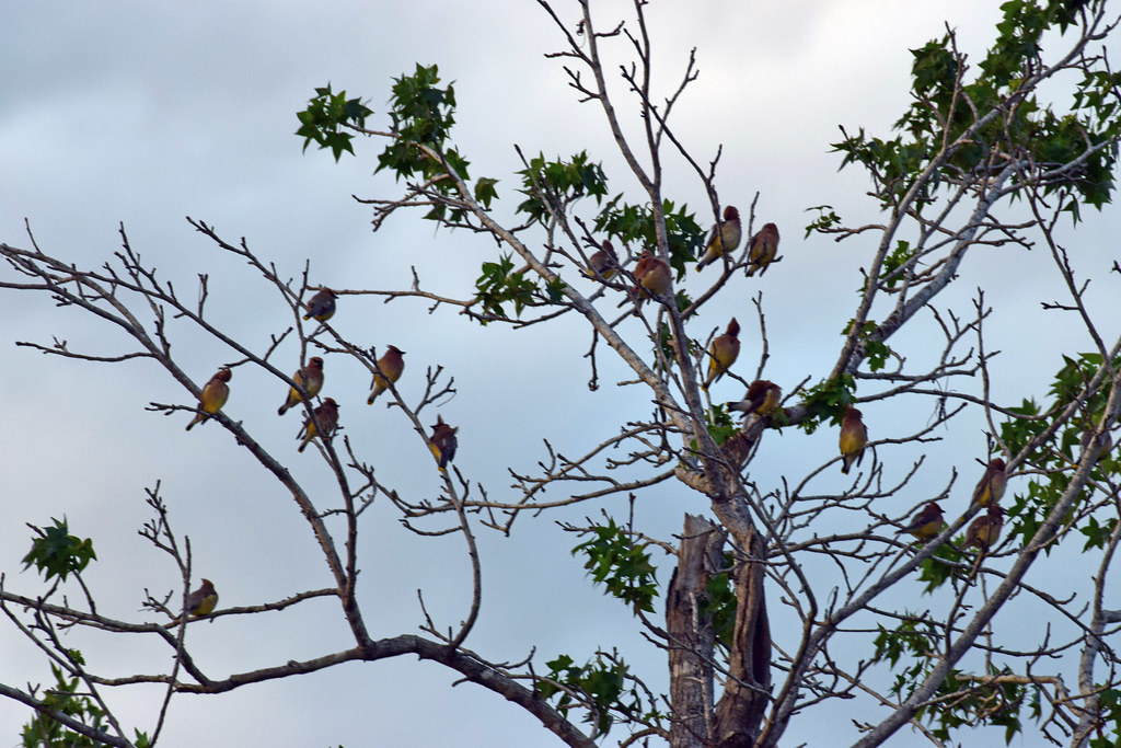 2023_Houston Bird Migration_Houston Arboretum_5 Jared625 Flickr