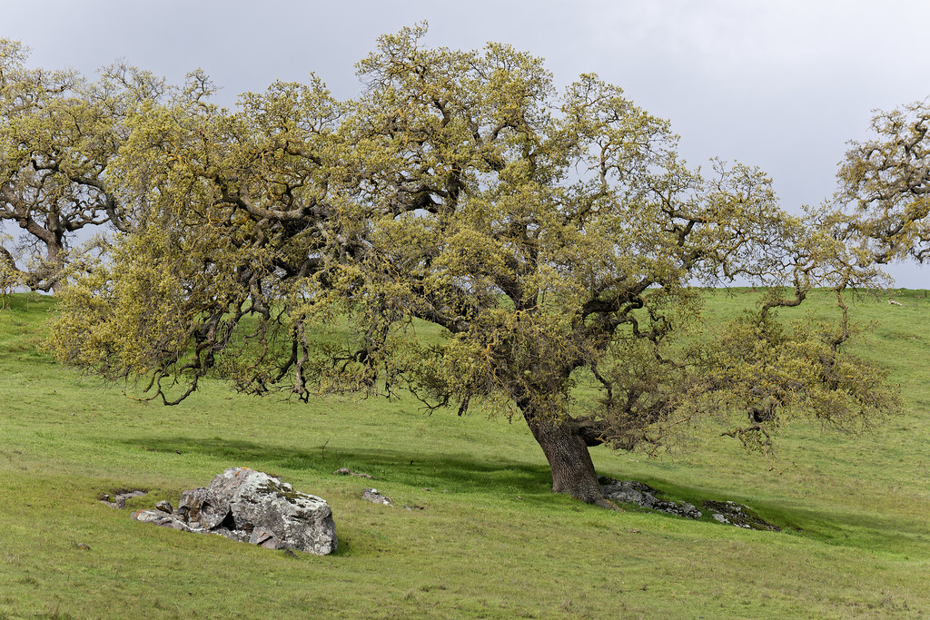 Old Oak Oak tree near Bailey Road South of San Jose, Calif… Flickr