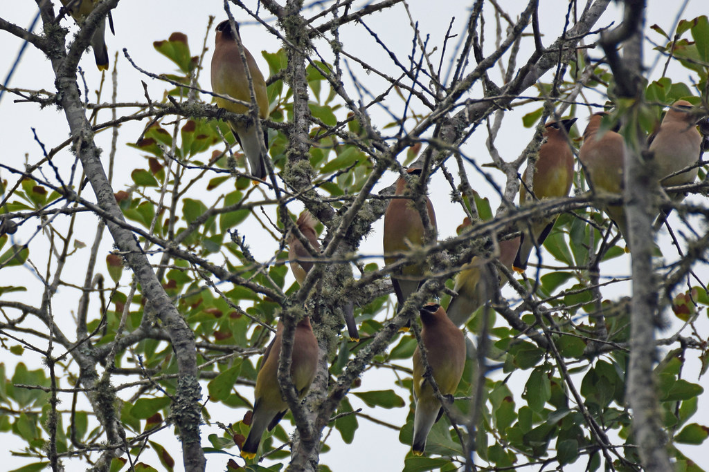 2023_Houston Bird Migration_Seabrook Wildlife Refuge_5 Flickr