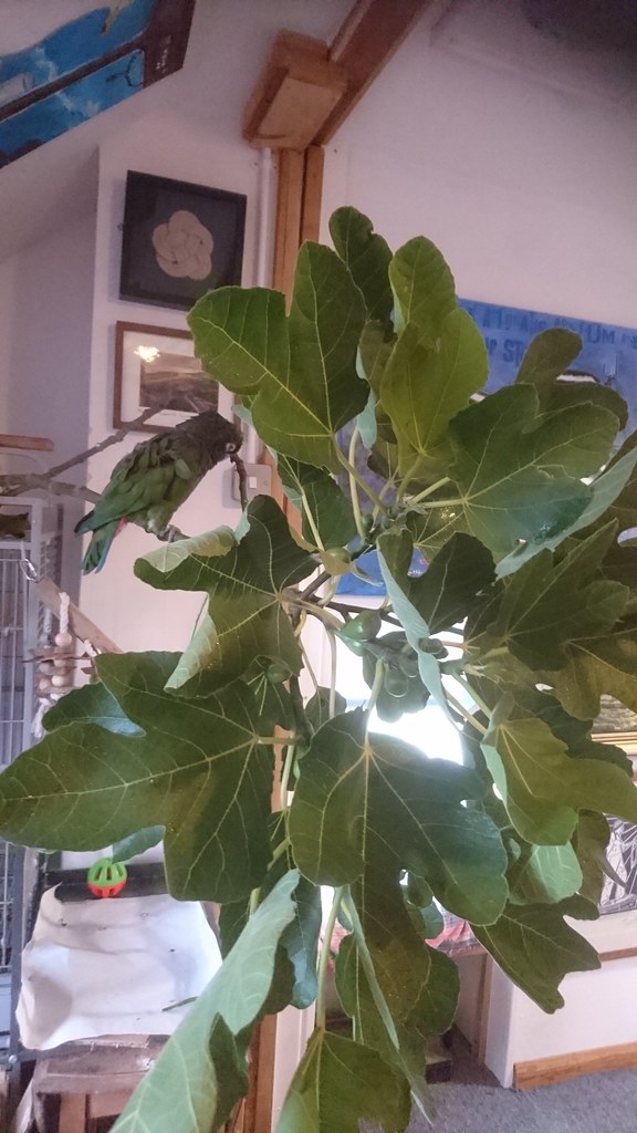 DSC_3356 Simon K.Bradley Flickr