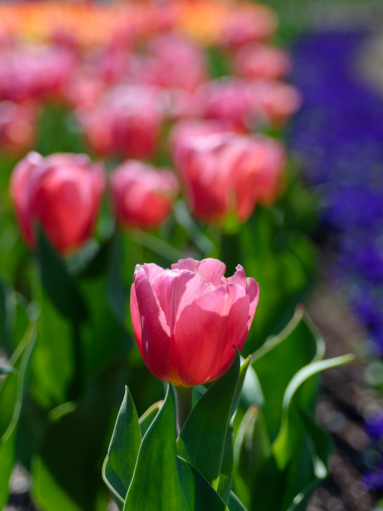 Tulip Top Gardens near Canberra Robert Davy Flickr