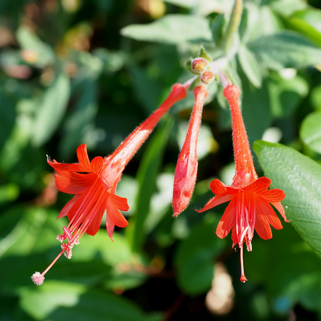 Fuchsia California Fuchsia (epilobium canum) Ken Lunders Flickr