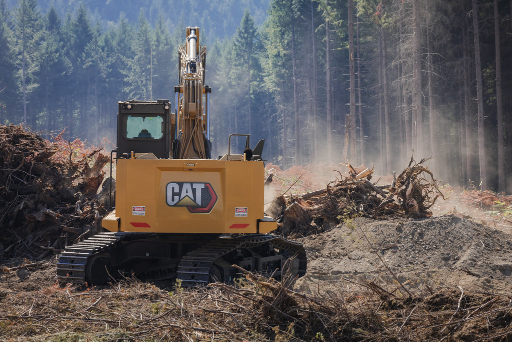 IMG_6852 Peterson Cat Flickr