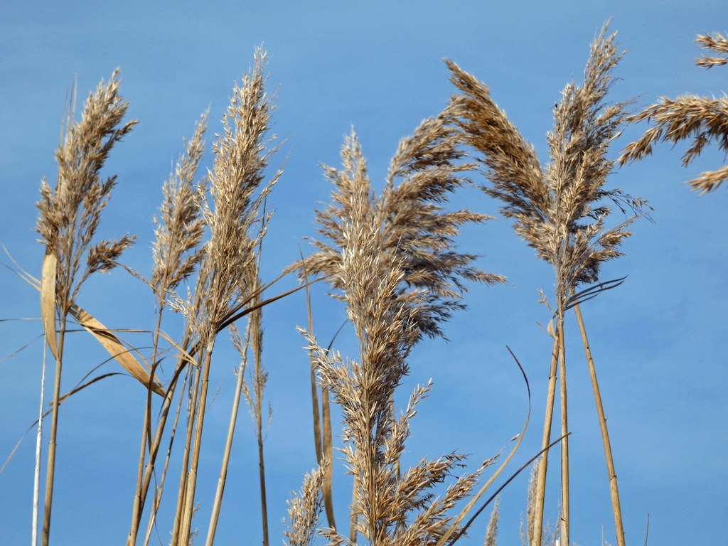 20230913_0548 Reed seeds At the Western Treatment Plant Li… Flickr