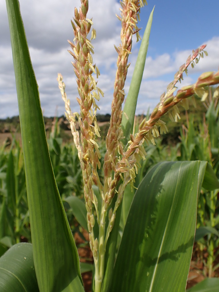 P7300209 corn tassel, Peziers Liz Makings Flickr