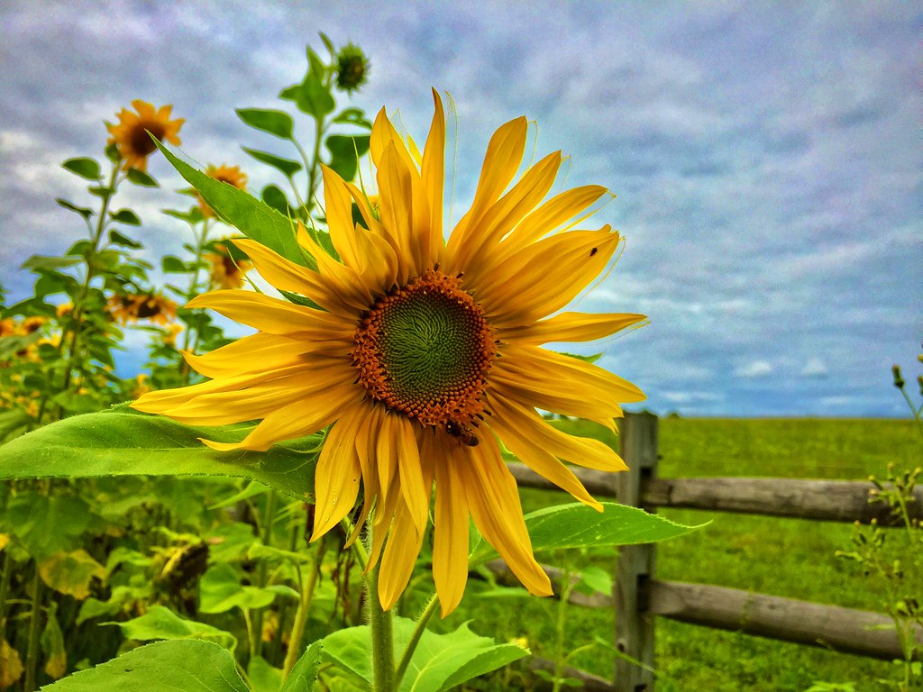 “Sunflowers end up facing the sun, but they go through a l… Flickr