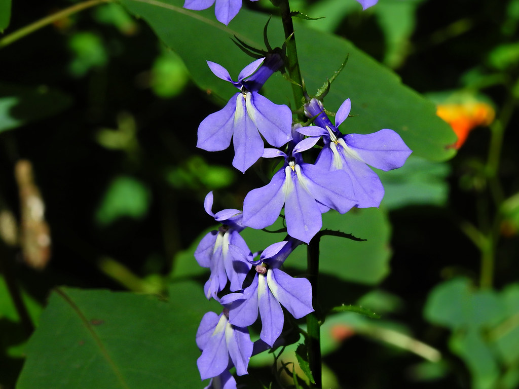 Campanulaceae family Lobelia amoena Southern lobelia f… Flickr