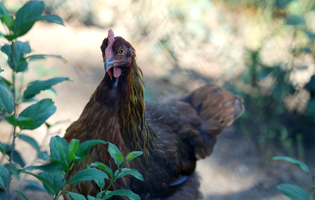 On The Farm Knox Farms; East Aurora NY Bill Flickr