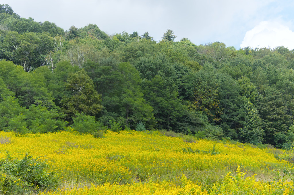 Goldenrod field, NC Mark Moser Flickr