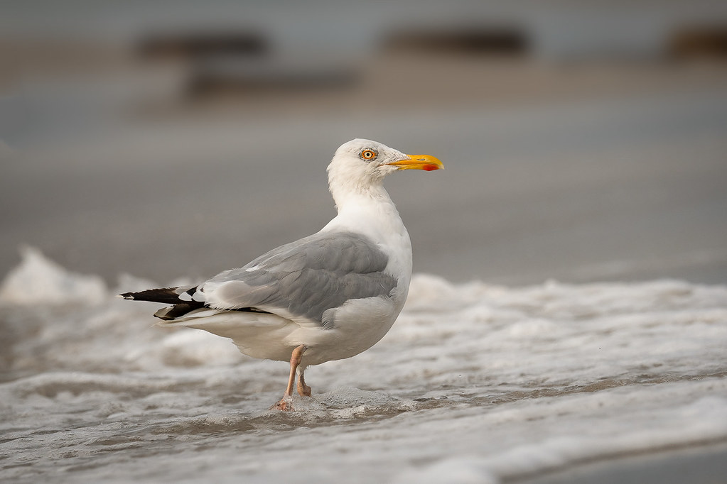 herring gull herring gull or common European gull Silbermö… Flickr