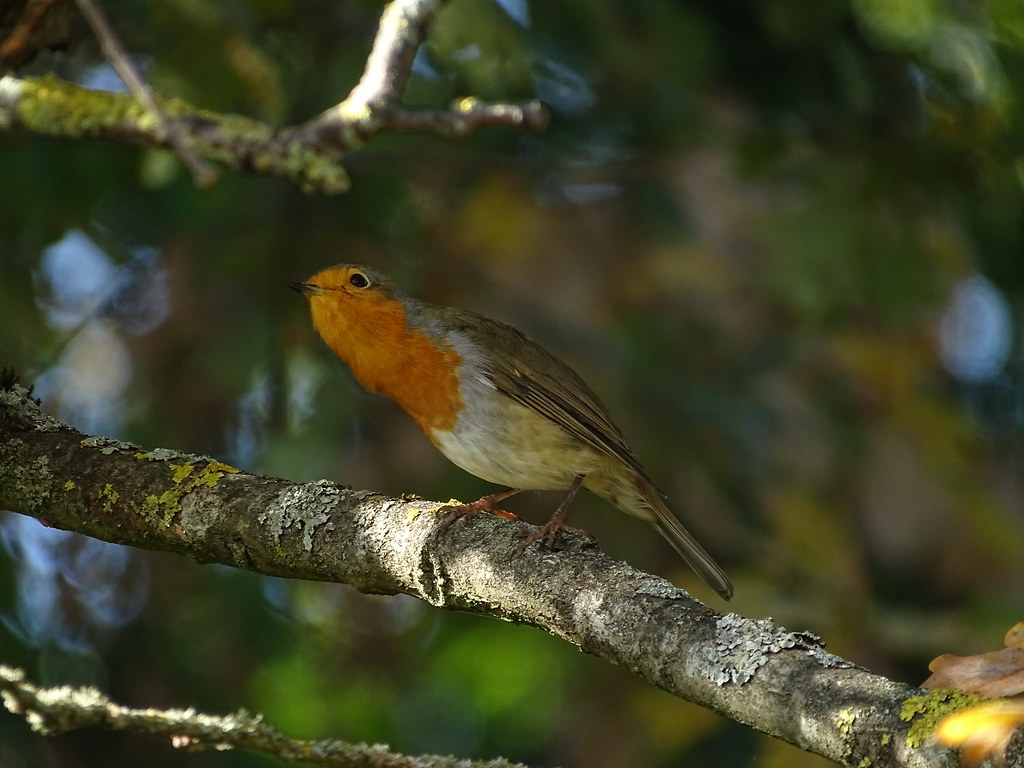 RouG 1.2 Eléonore Lefebvre Flickr