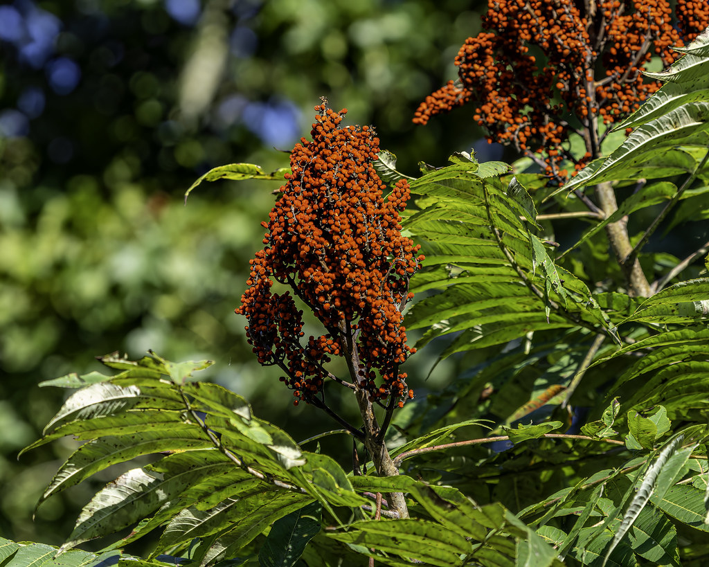 Sumac Harvest Square NP, Sept 2023 Michael D Boyd Flickr