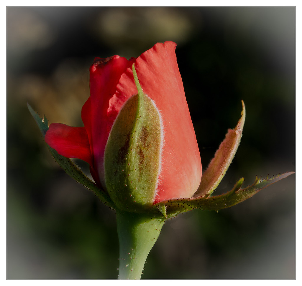 Rosebud in the Backyard Morning golden hour. Richard__Davis Flickr