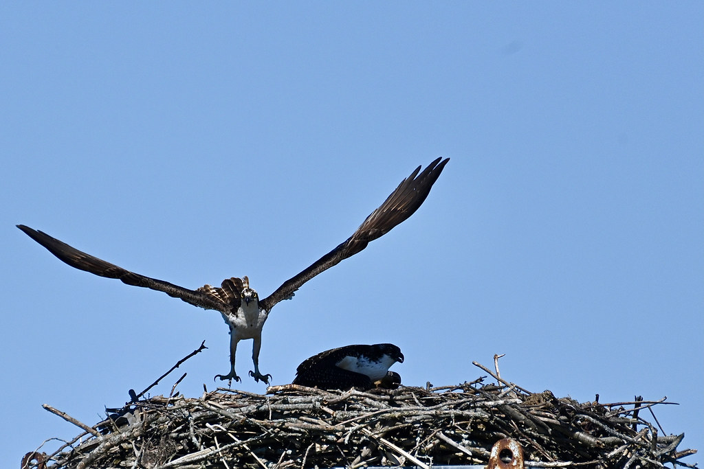 Osprey nest Marc Lausier Flickr