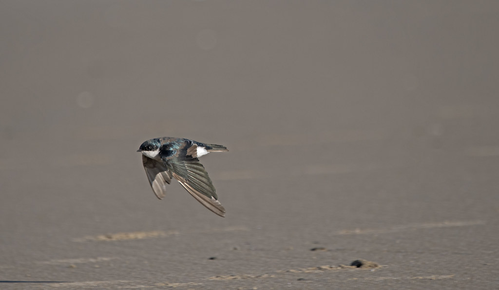 ogunquit maine swallow migration sept 17 2023 2 debrapowers Flickr