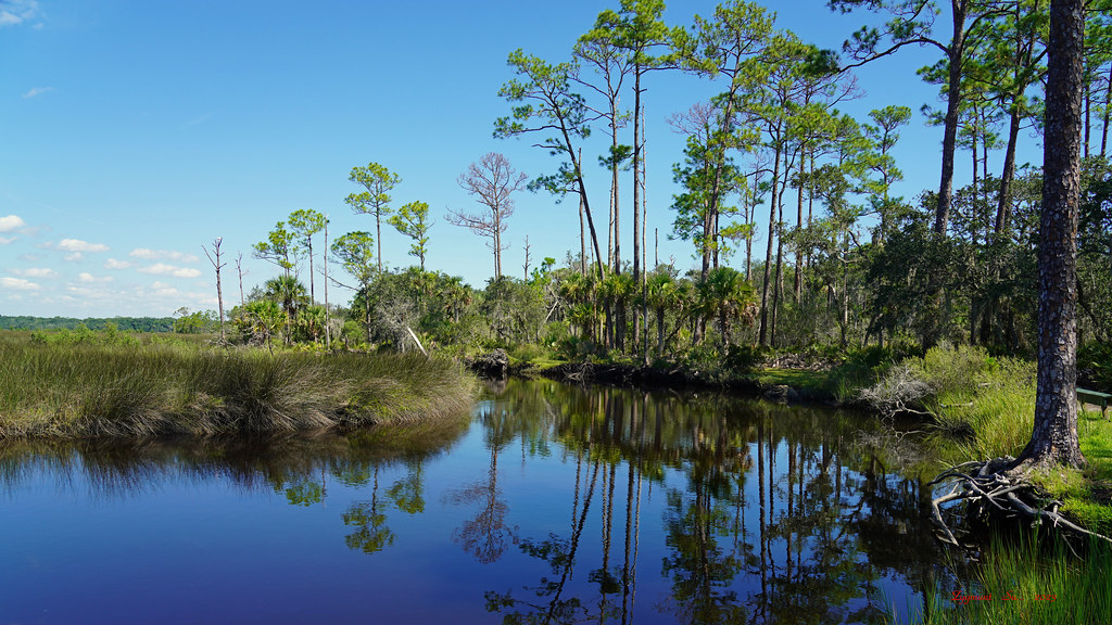 Swamps at Princess Place Estate_Florida Zygmunt Su... Flickr