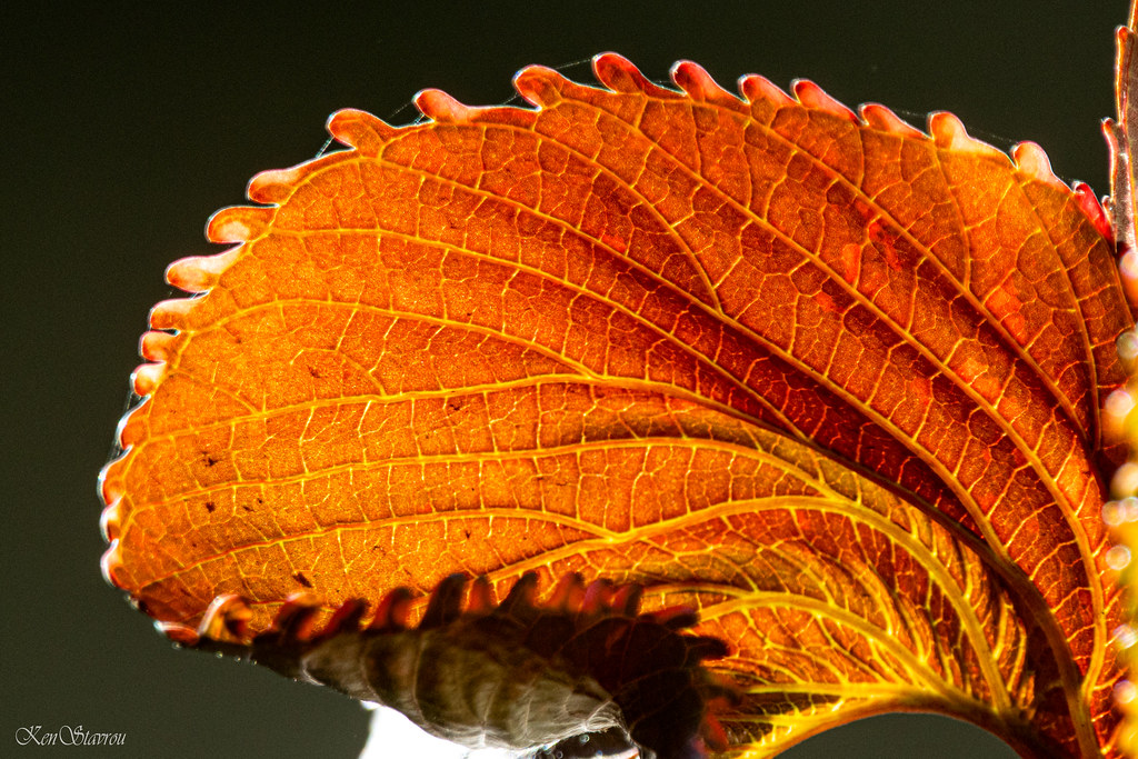 Copper Plant1 Ken Stavrou Flickr