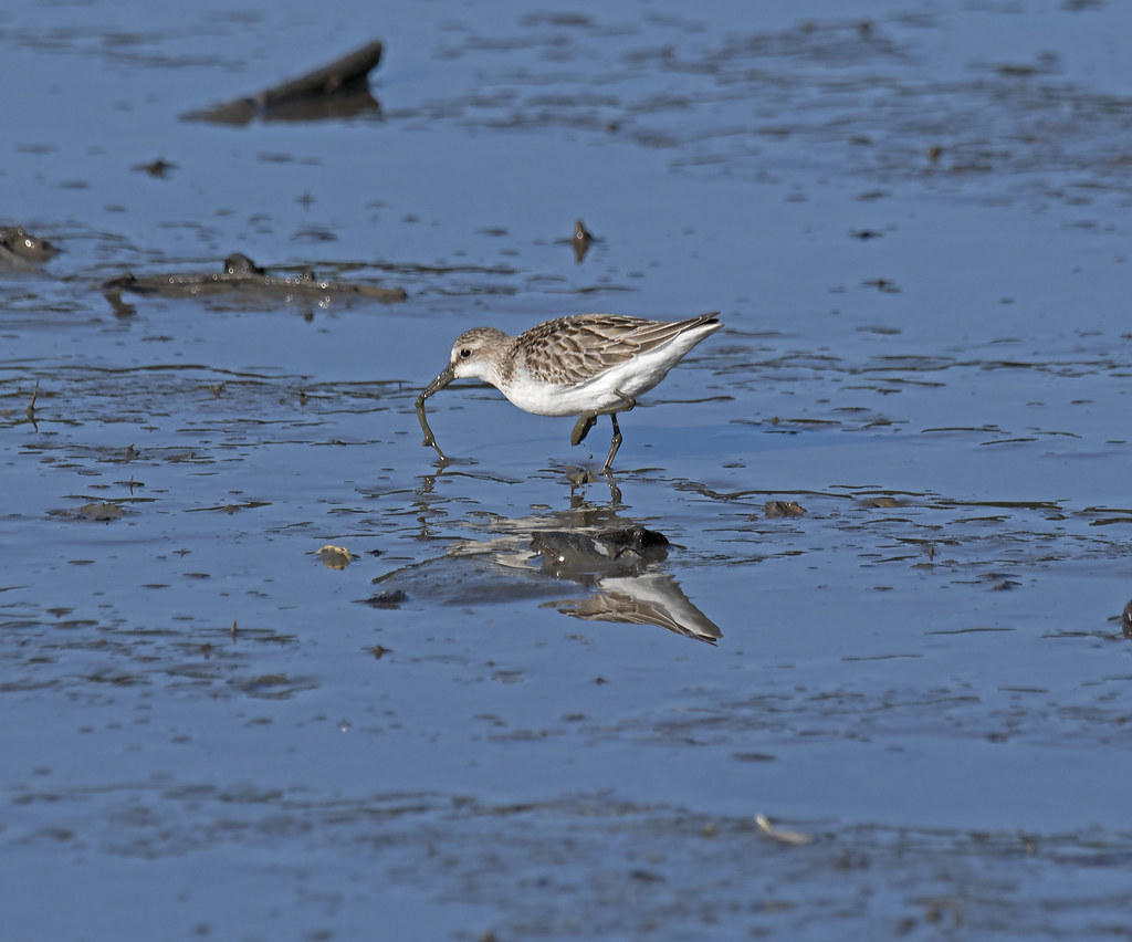 Jackson's Landing Durham NH Sept 29 2023 Semipalmated Sand… Flickr
