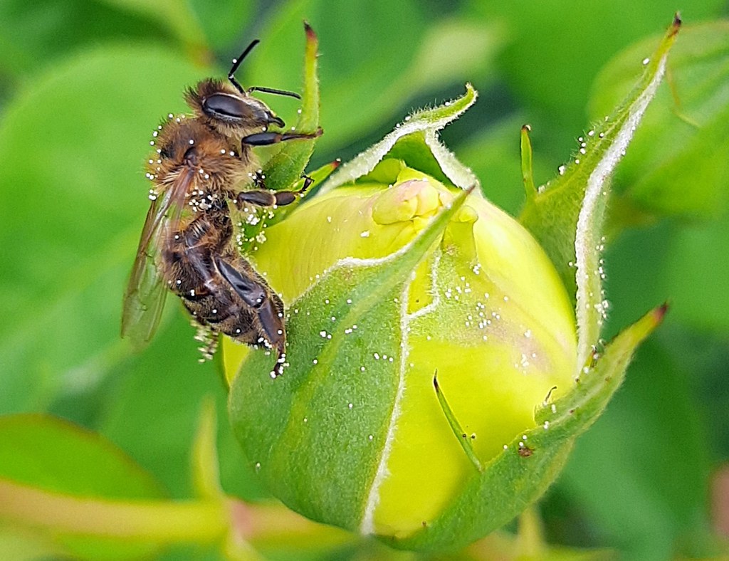 Bee on a rosebud Many thanks to everyone who will pass by … Flickr