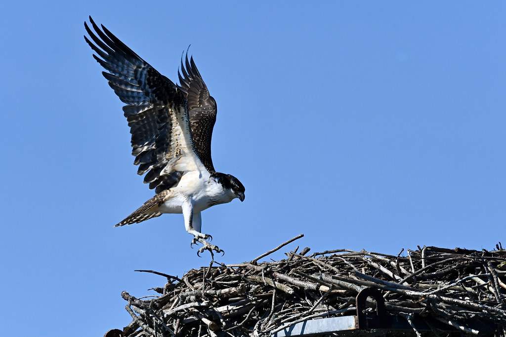 Osprey nest Marc Lausier Flickr