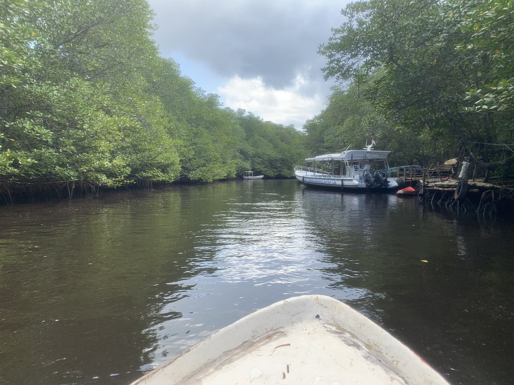 Mangrove boat trip Mike Beckley Flickr