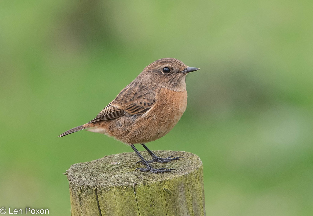Stonechat (f) Lane, Horwich, Greater Manchester, U… Flickr