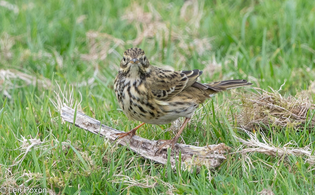 Meadow Pipit Lane, Horwich, Greater Manchester, UK… Flickr