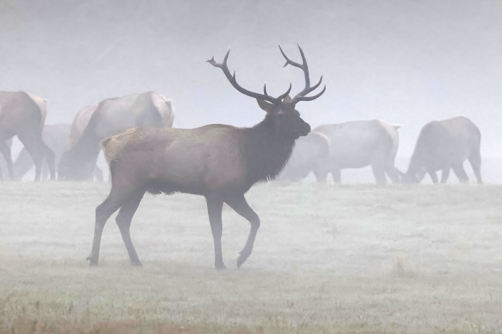 Roosevelt Elk Early Morning Fog Jewel Meadows, NW Oreg… Flickr