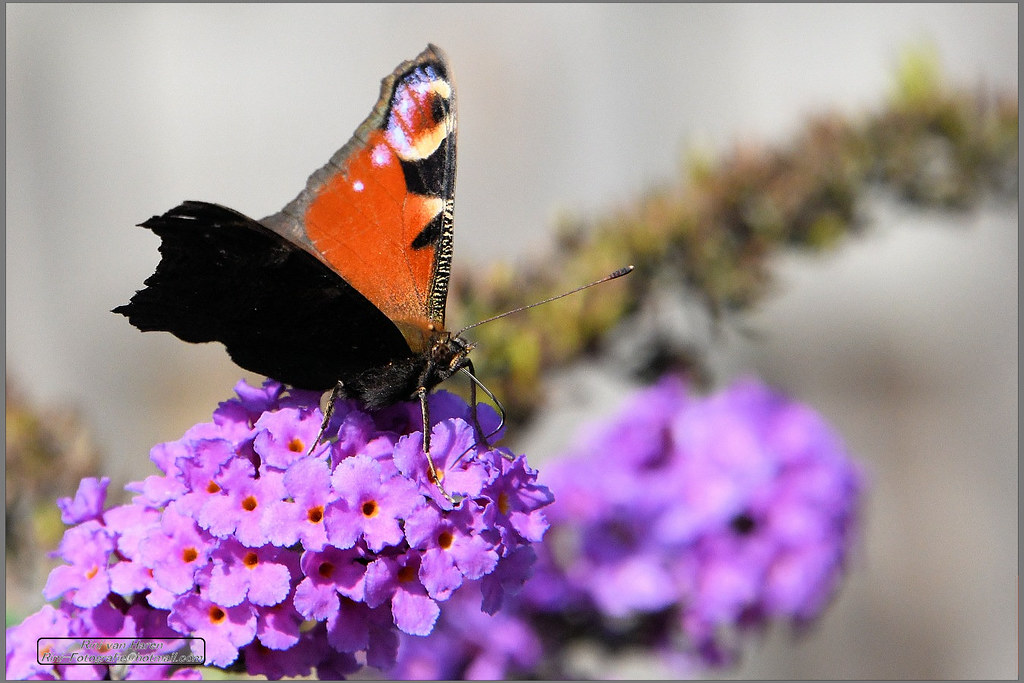 Butterfly Rini Flickr