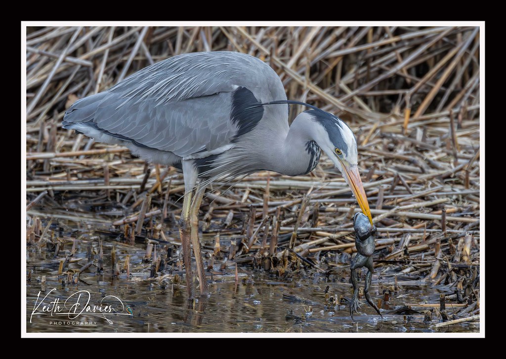 Untitled Keith Davies Flickr